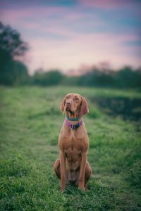 Pet-Focused Cleaning Solutions: Keeping Your Home Clean Without Compromising on Safety