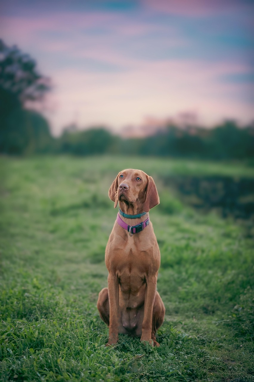 Pet-Focused Cleaning Solutions dog.jpeg Pet-Focused Cleaning Solutions: Keeping Your Home Clean Without Compromising on Safety