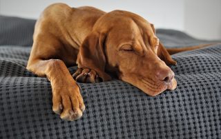 Pet-Focused Cleaning Solutions